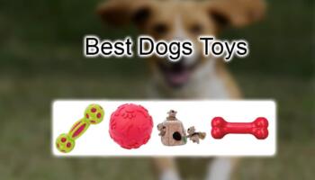 Best Non Toxic Dog Toys – Safe Dog Toys 2021