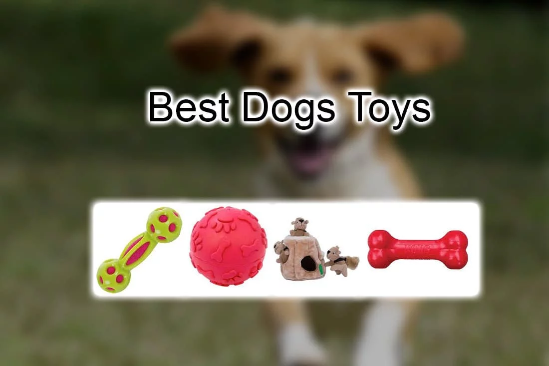 10 Best Dog Toys Pet Lover Blog