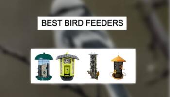 Best Ornamental Bird Feeder – Best Decorative Bird Feeders