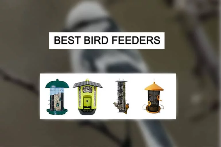 Best Bird Feeder Pet Lover Blog