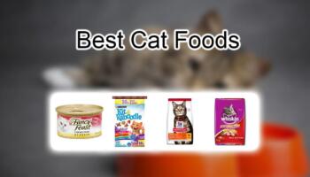 Best Cat Food for Your Indoor Cats – Reviews & Buyers Guide