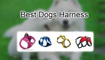 7 Best Easy Walk Dog Harness – Reviews and Buying Guide