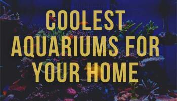 9 Coolest Aquariums for Your Home – Easiest Fish to Take Care of