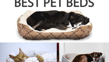 Best Orthopedic Dog Beds – Most Comfortable Dog Bed
