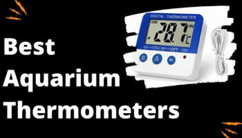 Best Aquarium Thermometer – Most Accurate Aquarium Thermometers