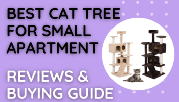 The Best Cat Tree for Small Apartment [Review 2021]