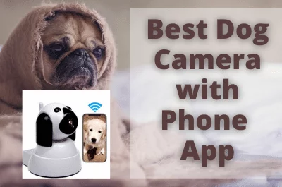 Best Dog Camera with Phone App