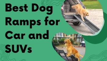 Best Dog Ramp for Car [2021 Review and Buying Guide]