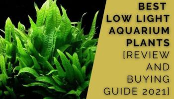 Best Low Light Aquarium Plants [Review and Buying Guide 2021]