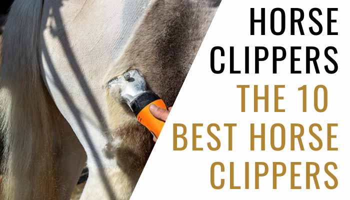 Choosing the Best Horse Clippers