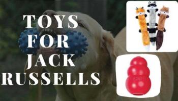 Toys for Jack Russells –  Top 10 Toys for Jack Russells