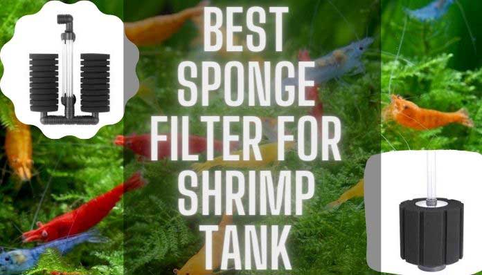Best-Sponge-Filter-for-Shrimp-Tank