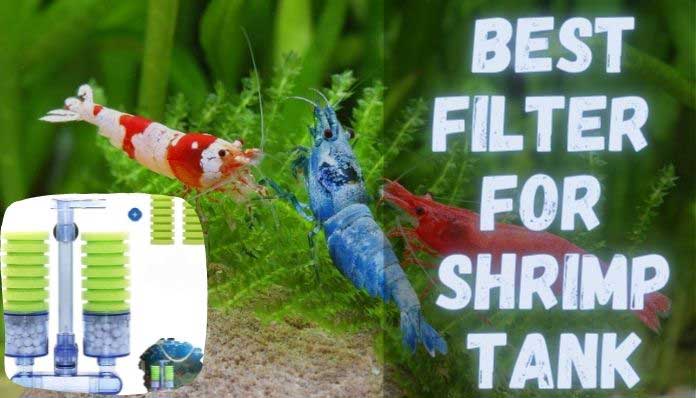 Best-Filter-for-Shrimp-Tank