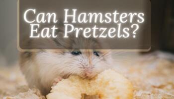 Can Hamsters Eat Pretzels?
