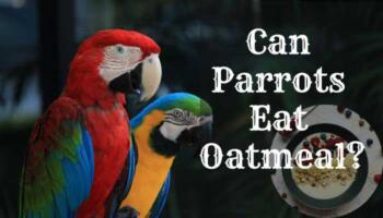 Can Parrots Eat Oatmeal?